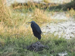 Egretta vinaceigula