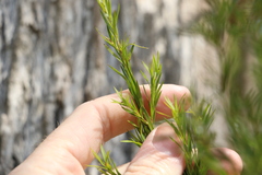 Melaleuca bracteata