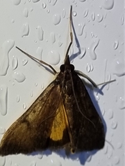 Uresiphita