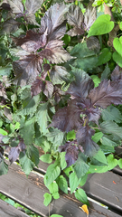 Perilla frutescens