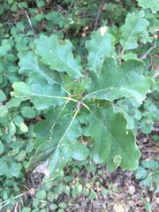 Quercus pubescens