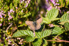 Lycaena tityrus