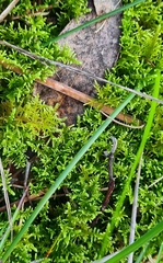 Thuidiopsis