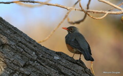 Turdus libonyana