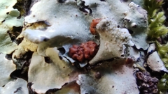 Tremella parmeliarum