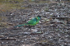 Barnardius zonarius barnardi