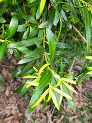 Podocarpus elatus
