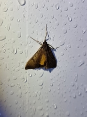 Uresiphita