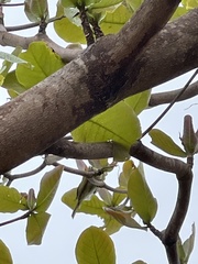 Gavicalis versicolor