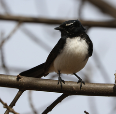 Rhipidura leucophrys