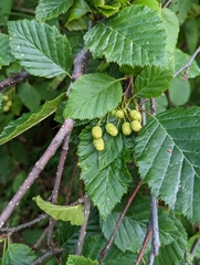 Alnus alnobetula