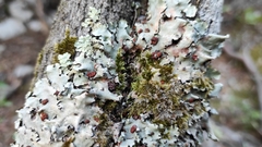 Tremella parmeliarum