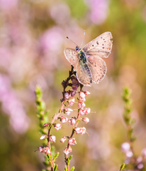 Lycaena tityrus