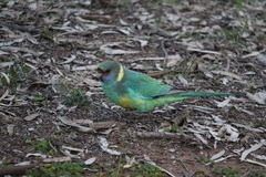 Barnardius zonarius barnardi