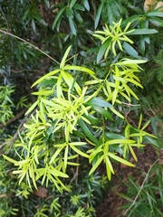 Podocarpus elatus