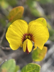 Bossiaea kiamensis