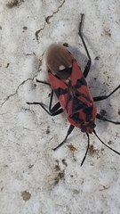 Spilostethus pandurus