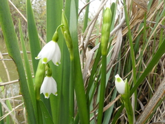 Leucojum aestivum