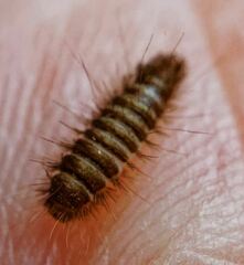 Dermestidae