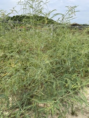 Sesbania cannabina