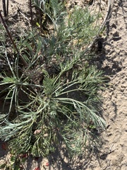 Artemisia marschalliana