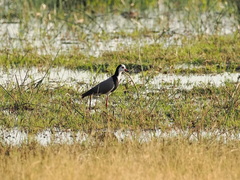Vanellus crassirostris