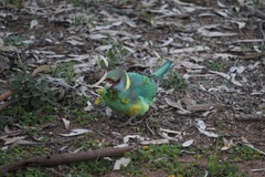 Barnardius zonarius barnardi