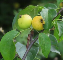 Malus sylvestris
