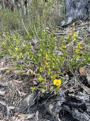 Bossiaea kiamensis