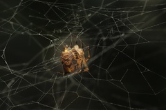 Parasteatoda