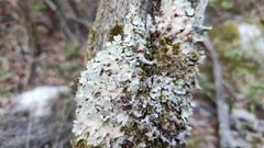 Tremella parmeliarum