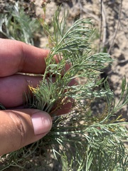 Artemisia marschalliana