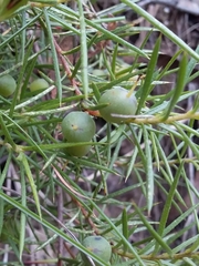 Persoonia juniperina