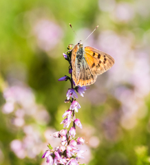Lycaena tityrus