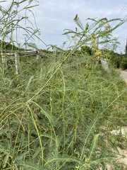Sesbania cannabina