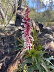 Dracophyllum secundum