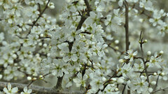 Prunus spinosa