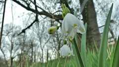 Leucojum aestivum