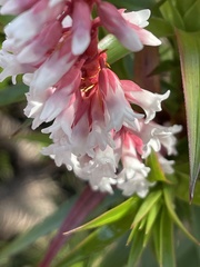 Dracophyllum secundum