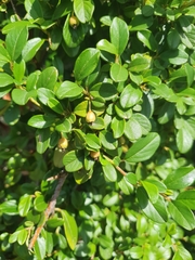 Cotoneaster horizontalis