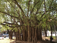 Ficus virens