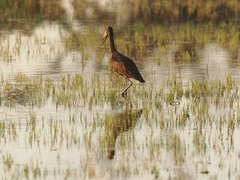 Anastomus lamelligerus