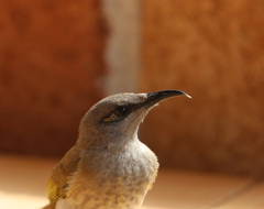 Lichmera indistincta