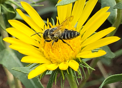 Megachilini