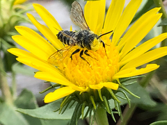 Megachilini