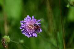 Andrena hattorfiana