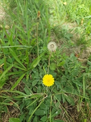 Pilosella officinarum