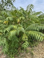 Toona sinensis