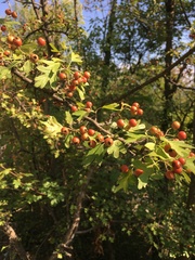 Crataegus monogyna