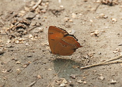 Thecla betulae